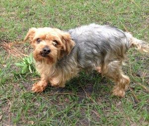 munchkin yorkies curly dogs and cats forever inc munchkin yorkies curly dogs and cats forever inc
