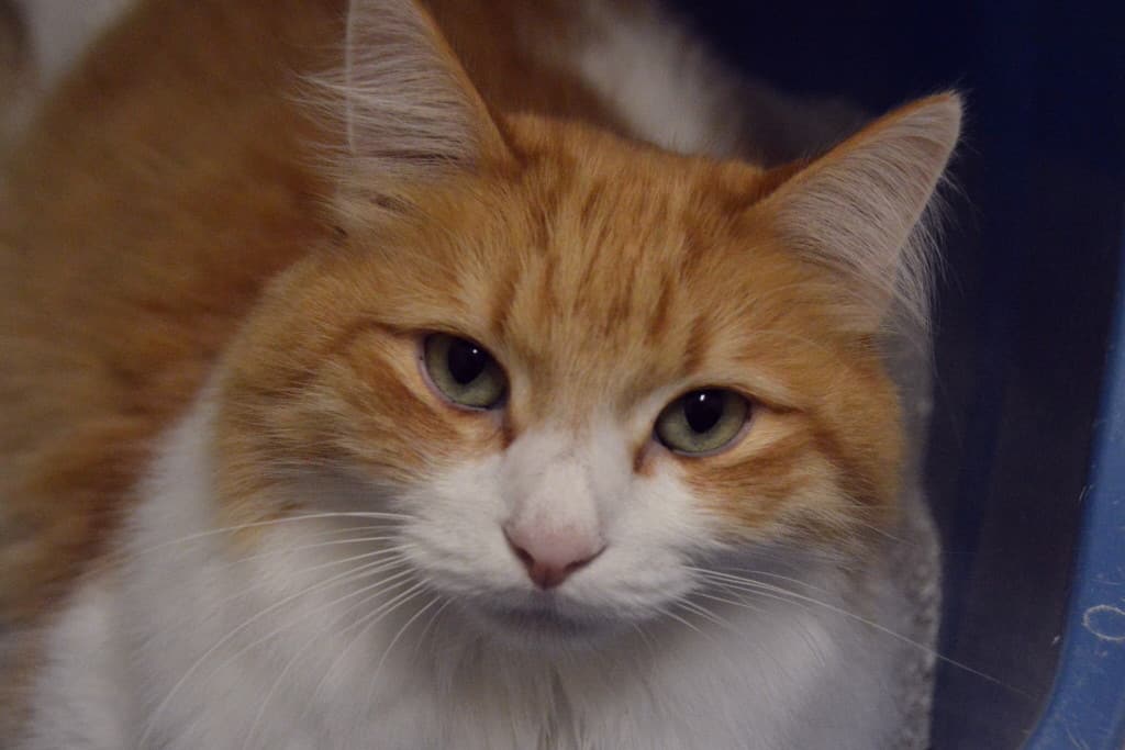 Milo
