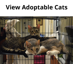 adoptable-Cats