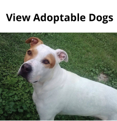 adoptable-dogs-new