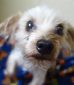 7 lb yorkie clancy dogs and cats forever inc 7 lb yorkie clancy dogs and cats forever inc
