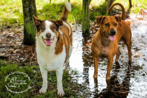 Dog Dogs and Cats Forever, Inc.