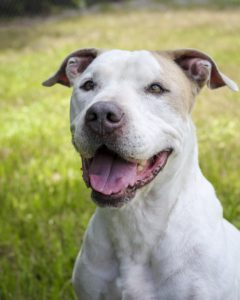 dogs and cats forever near me