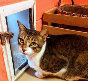 dogs and cats forever near me