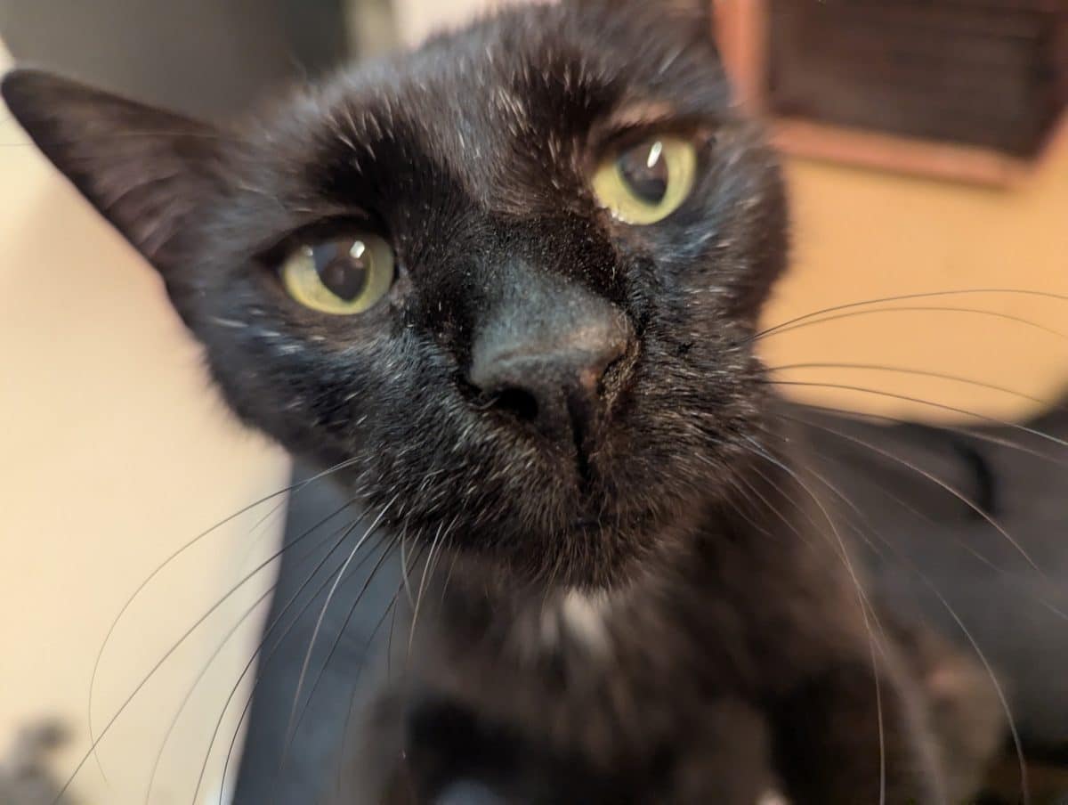 Binx