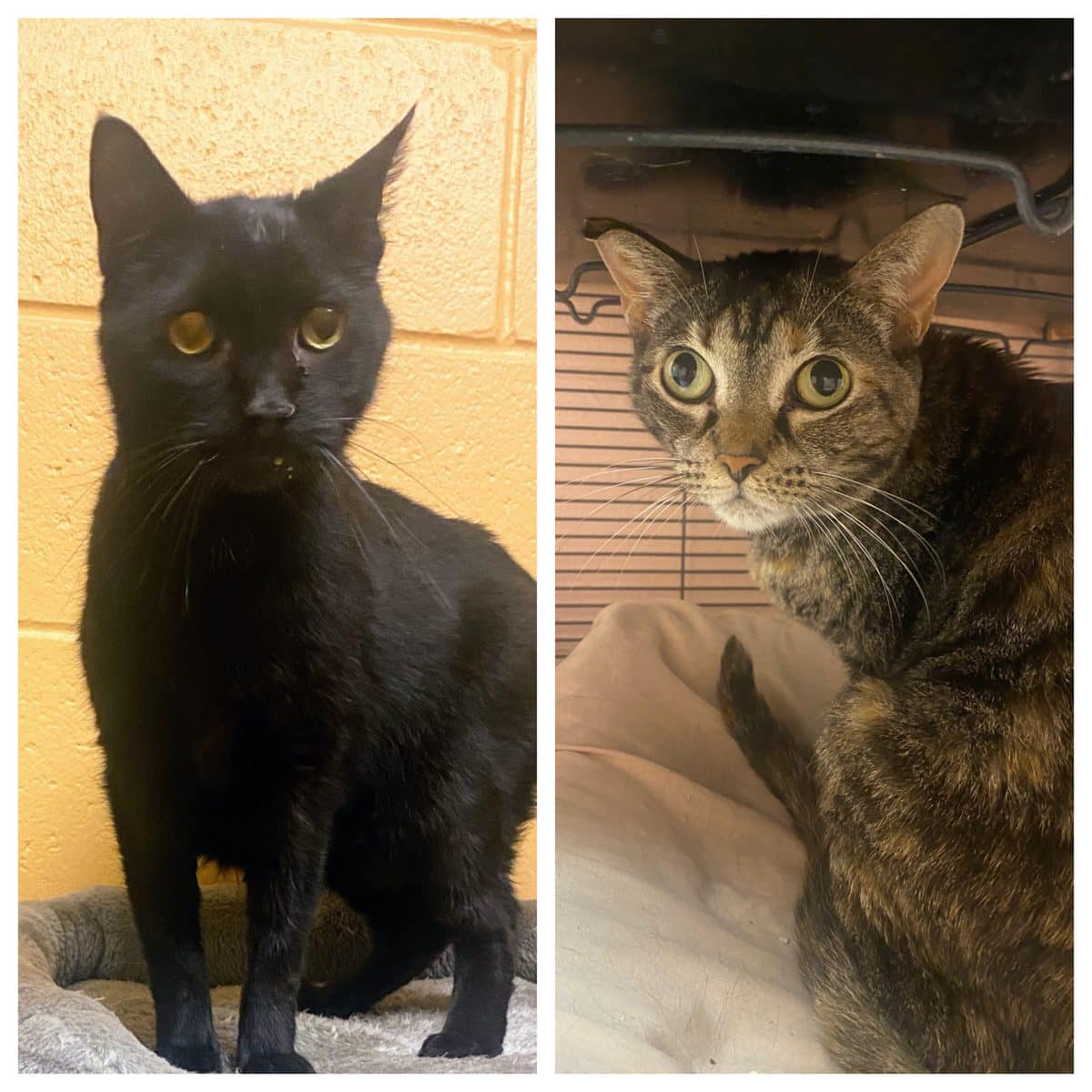 Radar and Sugar Bear