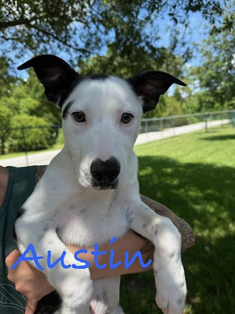 AUSTIN