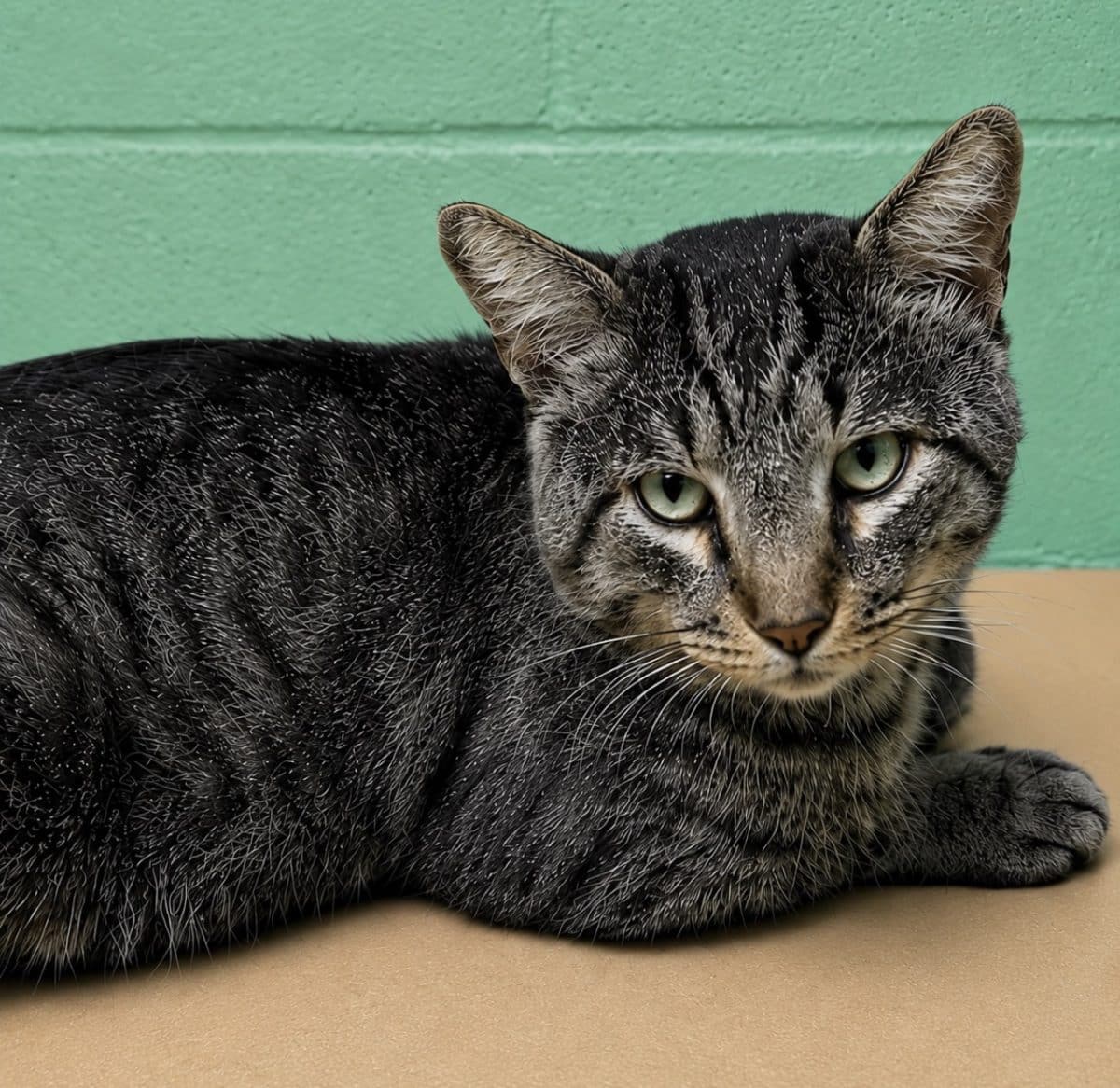 Leo