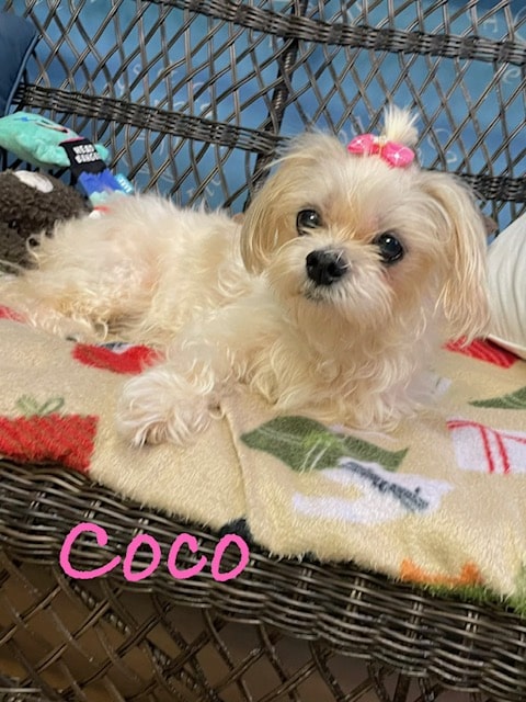 COCO