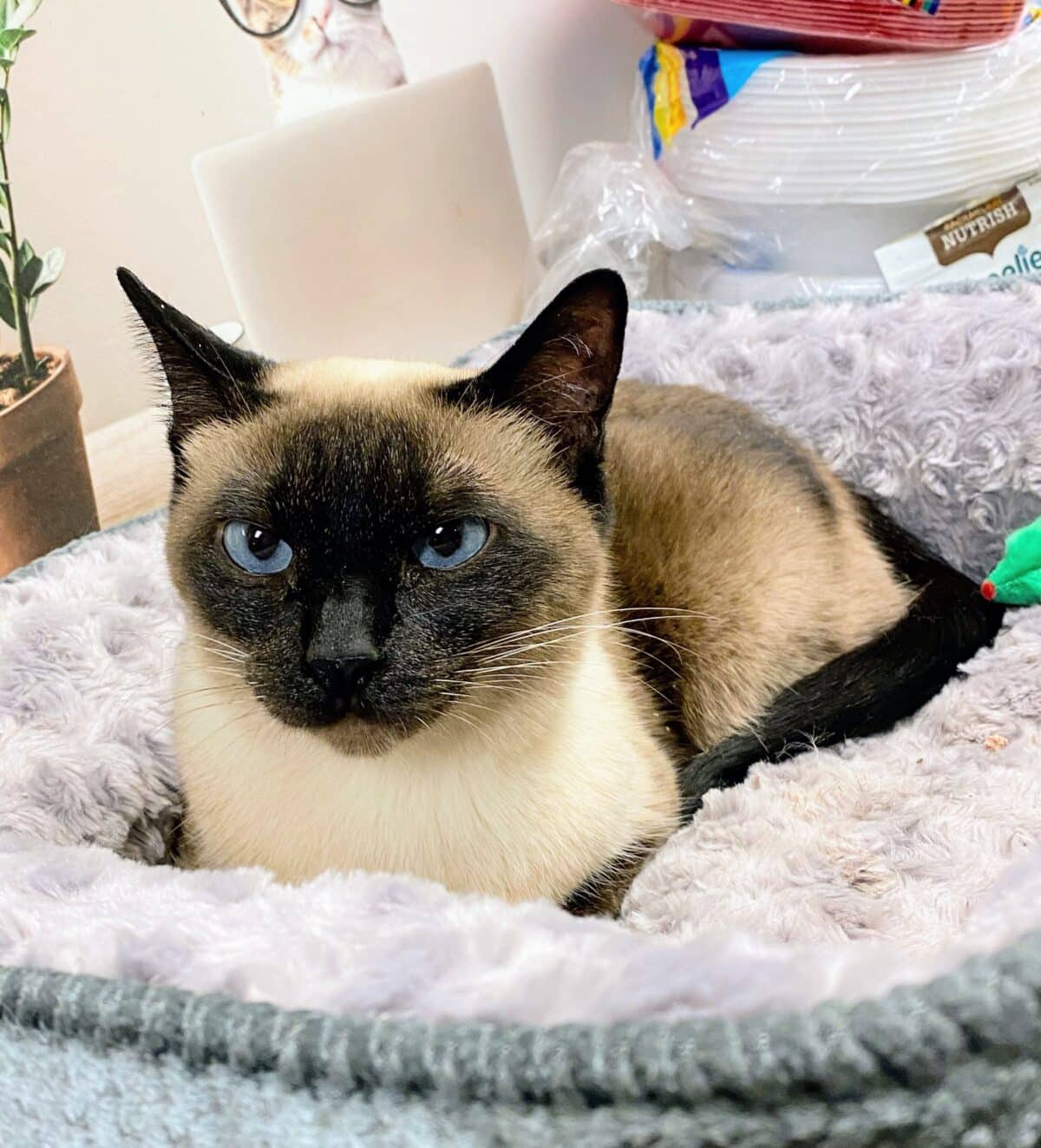 Bella