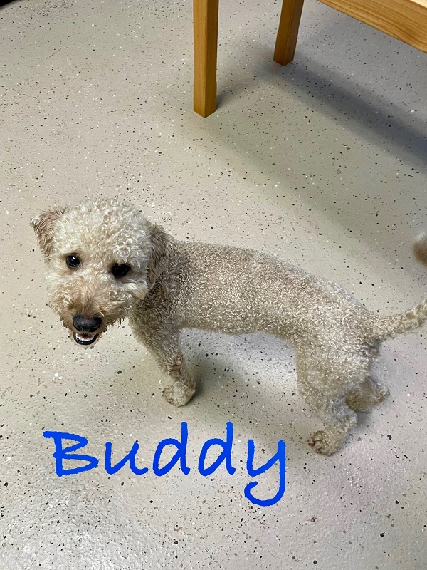 BUDDY