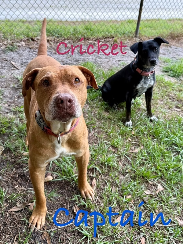 CRICKET & CAPTAIN
