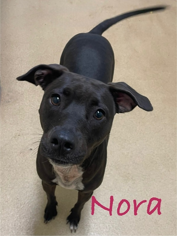 NORA