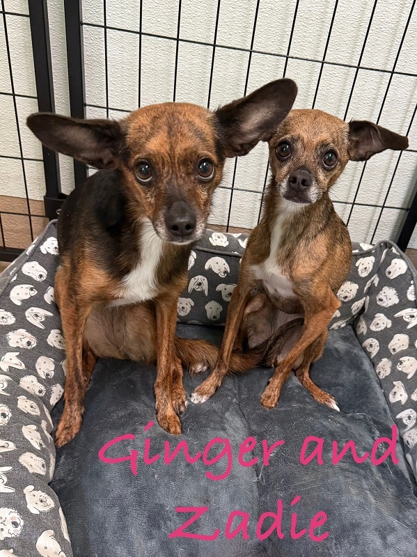 ZADIE & GINGER