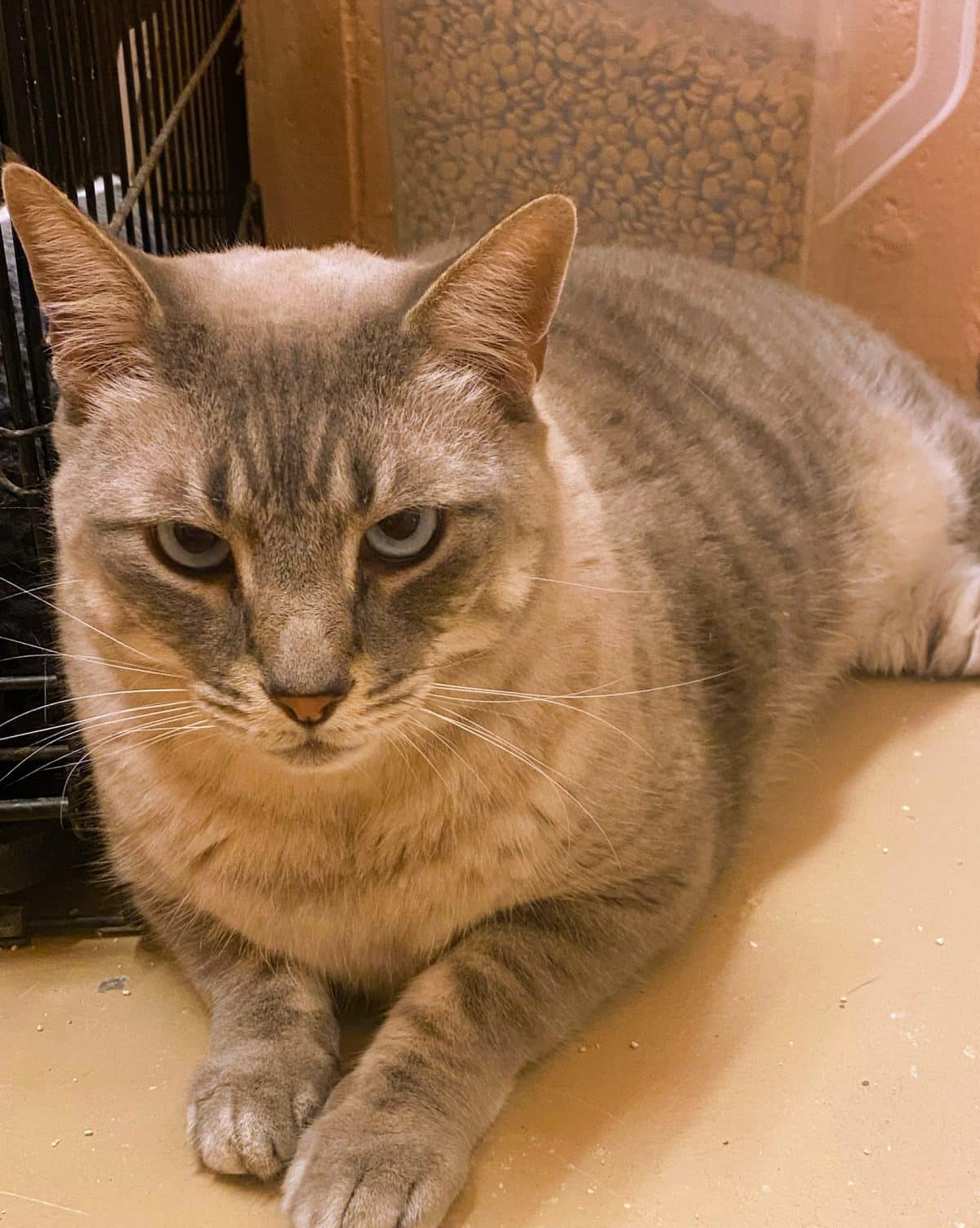 Frankie