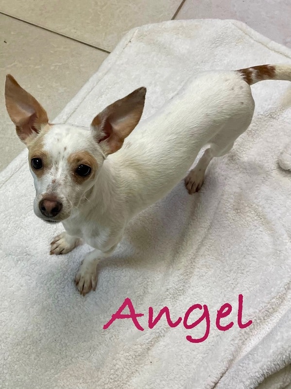 ANGEL
