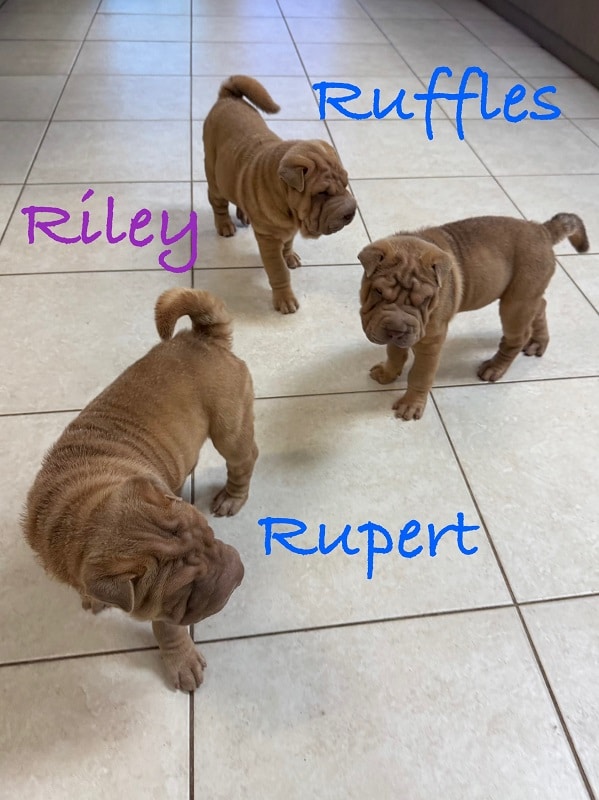 SHAR-PEI  MIX