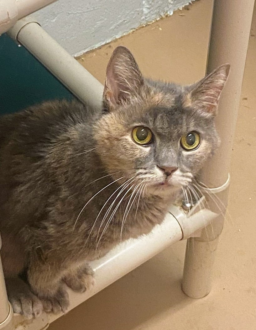 Lila (Available for permanent foster)