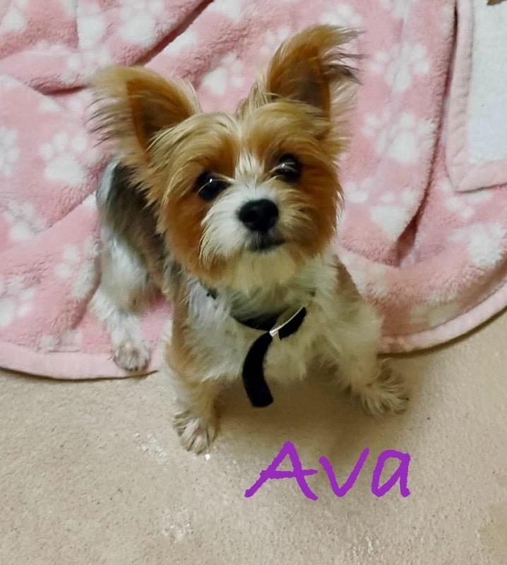 AVA