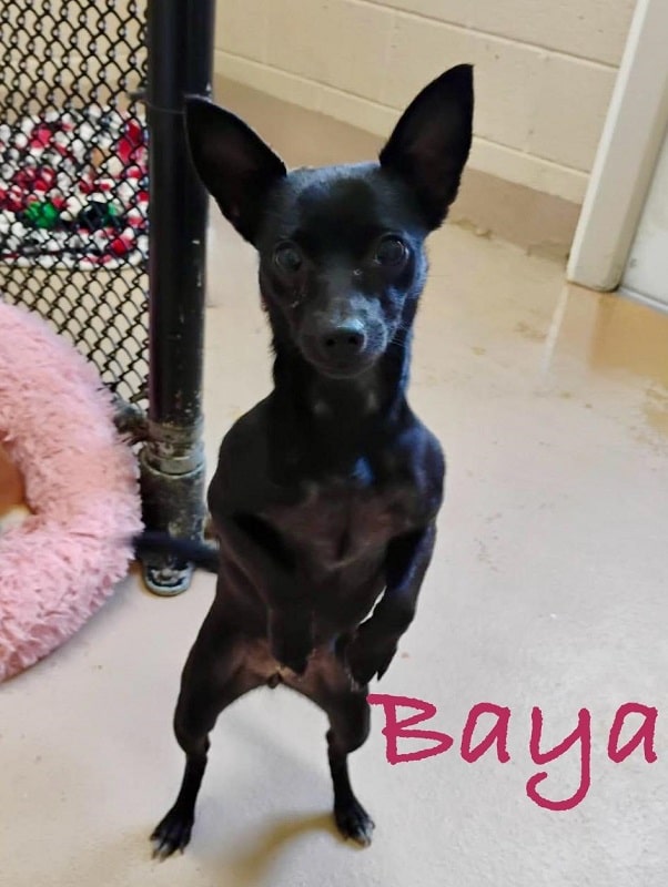 BAYA