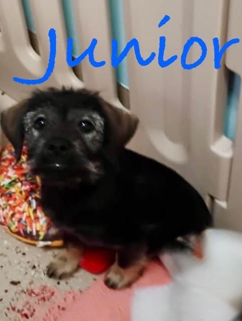 JUNIOR