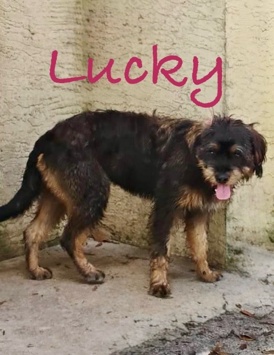 LUCKY