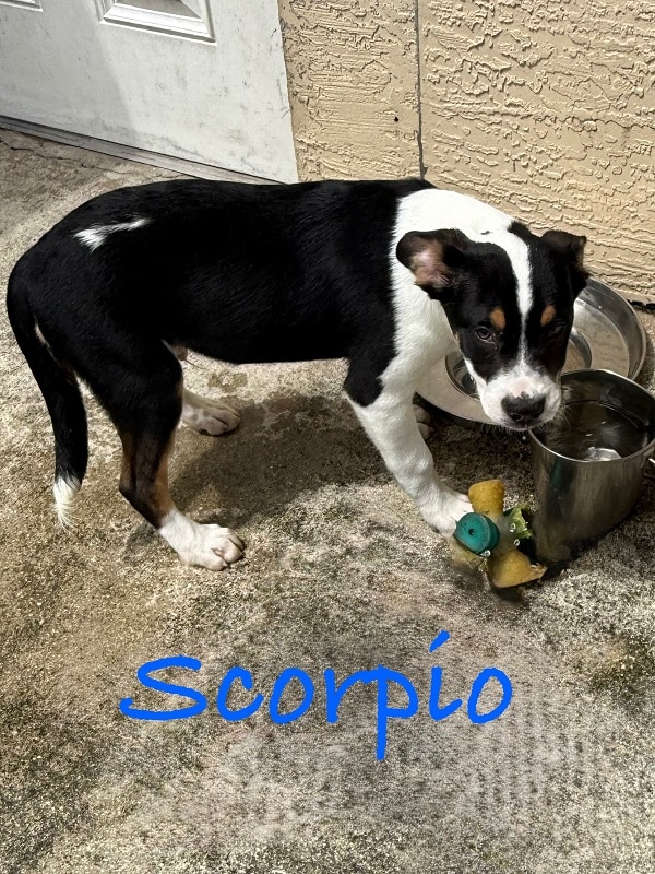 SCORPIO