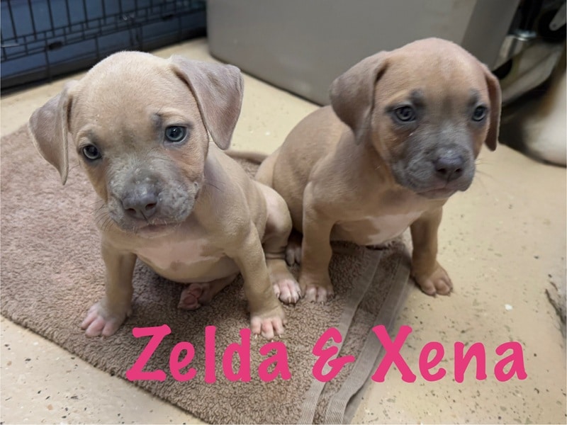 ZELDA & XENA