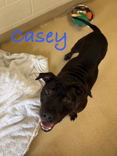 CASEY