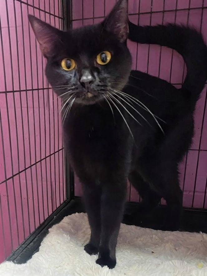 Jasmine is a beautiful one year-old girl who’s looking for love. She would be best as an only cat in a home with adults or older kids.