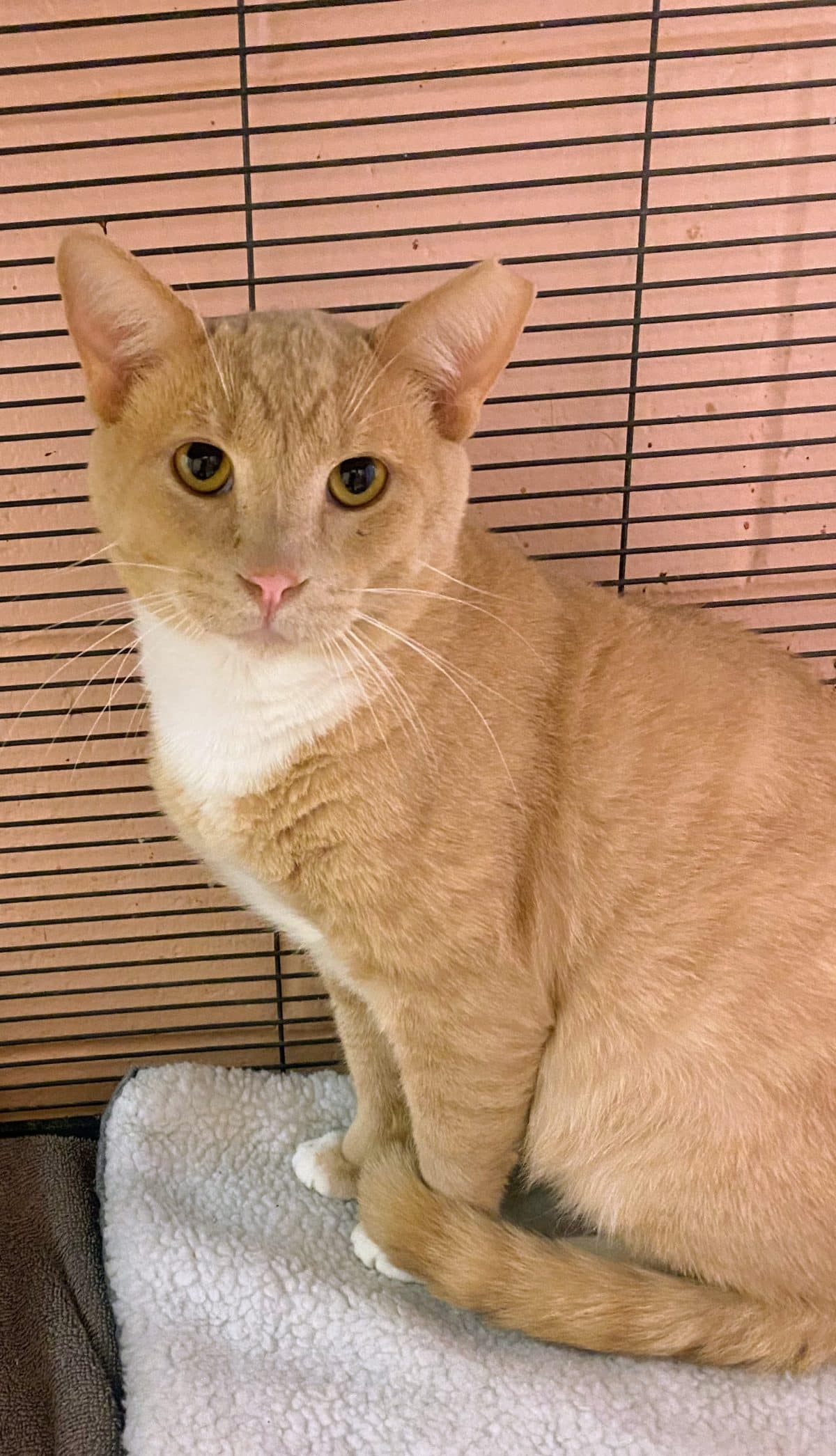 Squash is a handsome three year old boy with a great personality. He loves people of all ages and would be a great family cat.