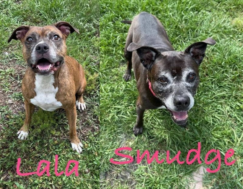 LALA & SMUDGE