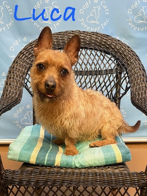 LUCA