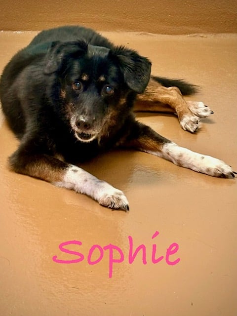 SOPHIE